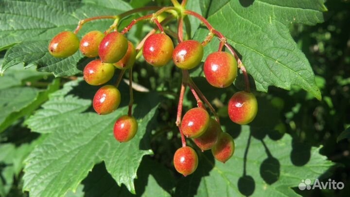 Калина обыкновенная