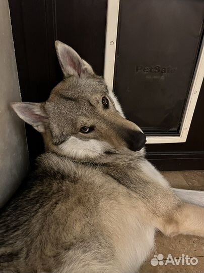 Щенки Чехословацкой Волчьей собаки/ Влчака