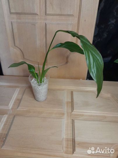 Спатифиллум беллини мейк ап пинк