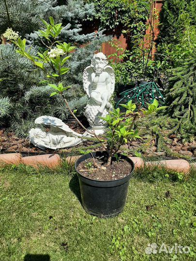 Гортензия метельчатая самарская лидия