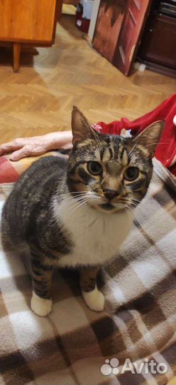 Нужен новый дом