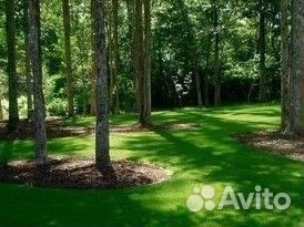 Газон мятликовый высокопрочный