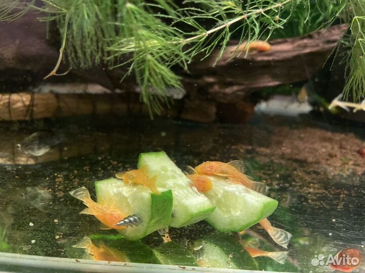 Улитки хилены аквариумные рыбки и растения