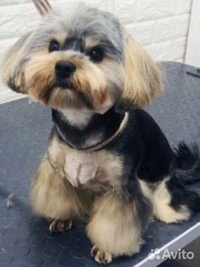 Груминг уход для ваших любимчиков