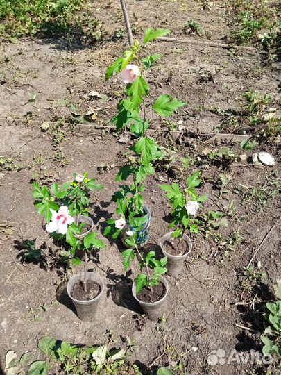 Гибискус древовидный