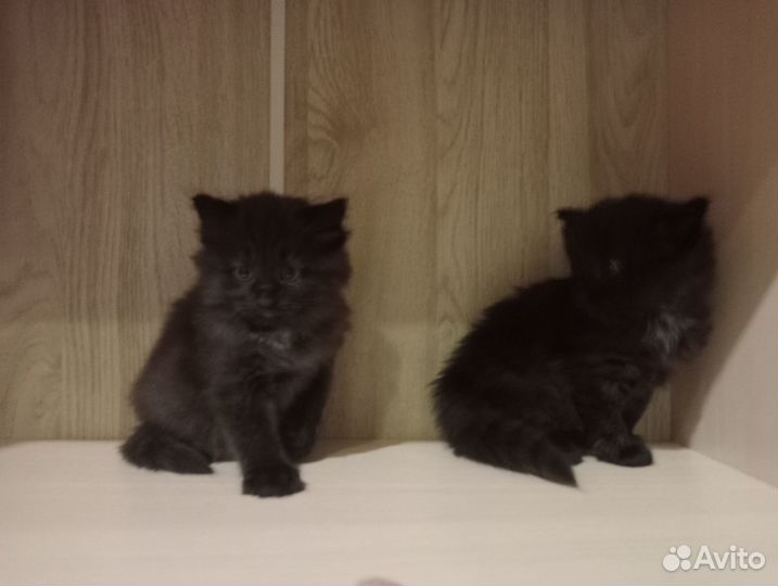 Котята в добрые руки 1 месяц