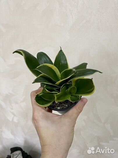 Сансевиерия хани крео