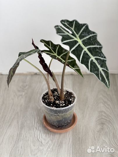 Комнатные растения