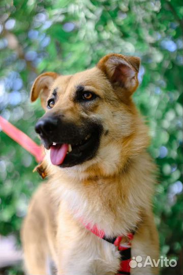 Красивая молодая собака в добрые руки