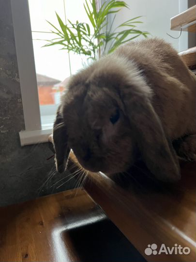 Декоративные кролики мини