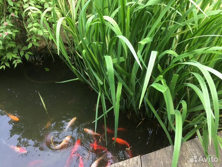 Водный ирис жёлтый