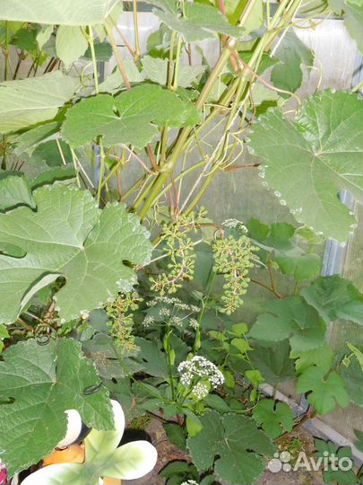 Виноград укорененные саженцы