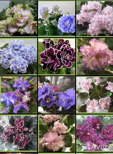 Фиалочки детки сортовые будут с 25.09.23