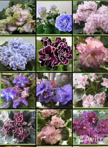 Фиалочки детки сортовые будут с 25.09.23