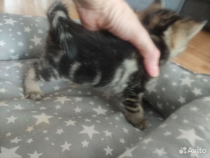 Британские котята