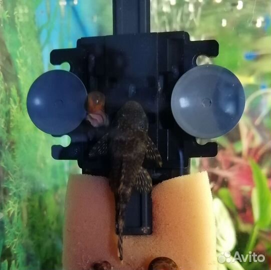 Сомики подросшие