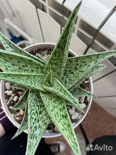 Сортовое Алоэ Вариегата Трибал