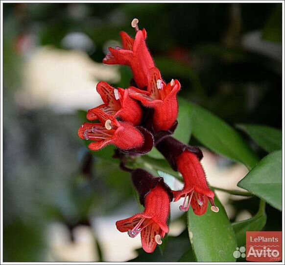 Эсхинантусы