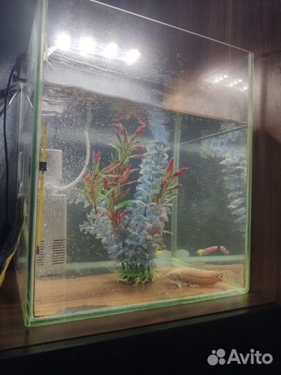 Аквариум с рыбками
