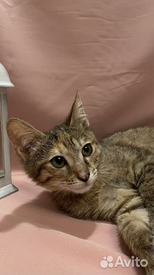 Котята бесплатно