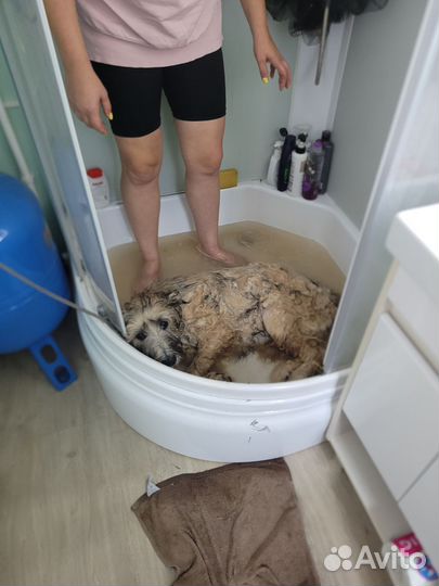 Собака в добрые руки