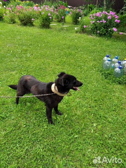 Собака в добрые руки отдам бесплатно