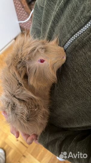 Две морские свинки с приданным