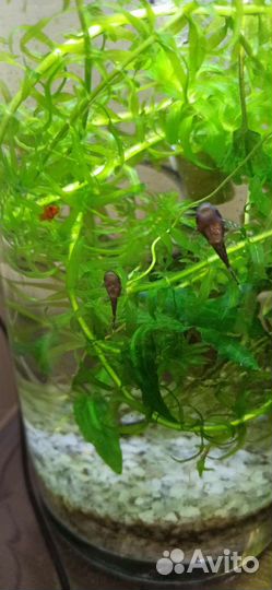 Аквариумные рыбки