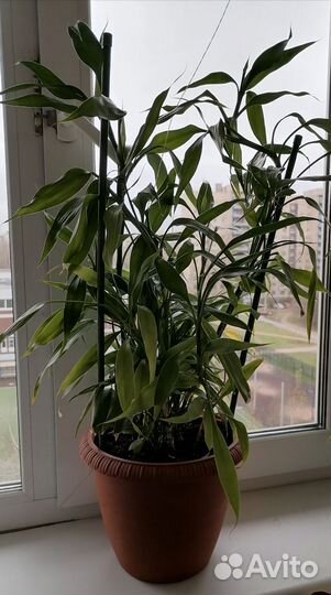 Пальма драцена. Dracaena Sanderiana. 70см