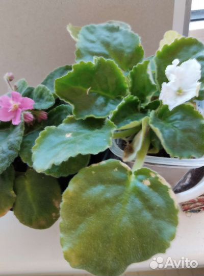 Фиалка,королевская герань. 150р