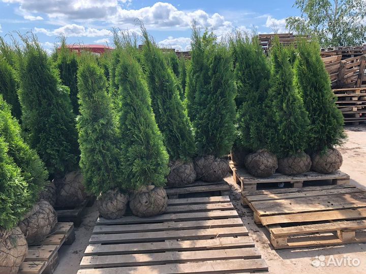 Туя Смарагд 1,3м от 15шт. Доставка