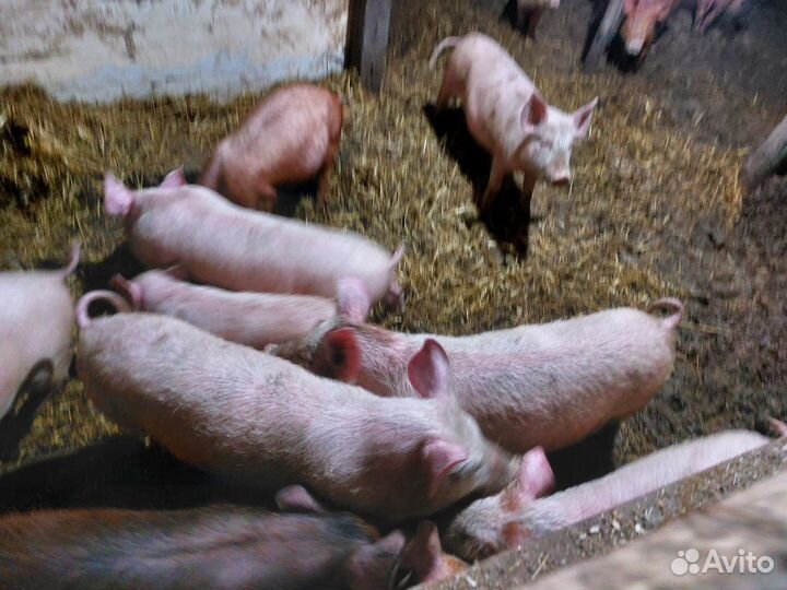 Поросята