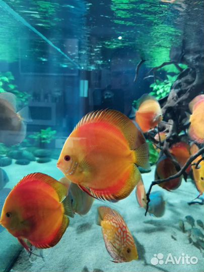 Дискусы леопарды, туркисы, пиджены