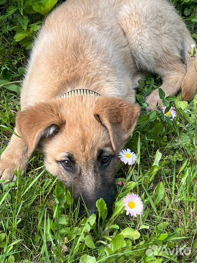 Щенок мальчик Майк 3,5 мес