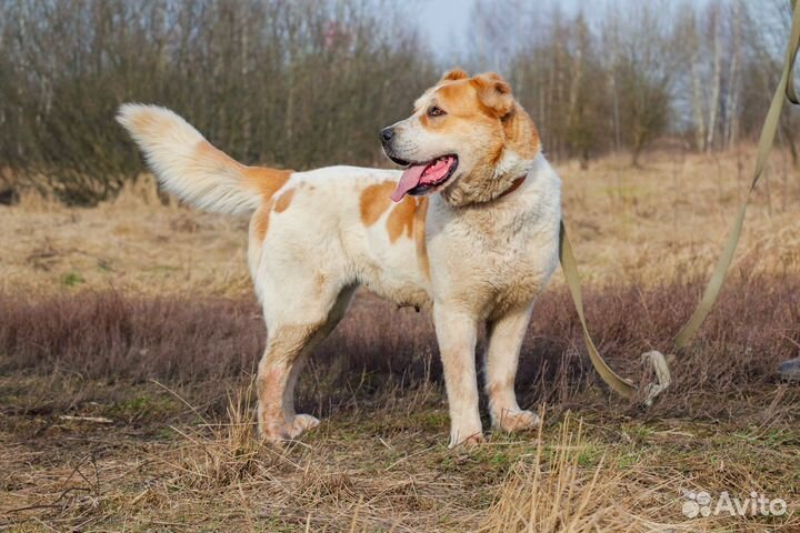 Чайна в Добрые Руки