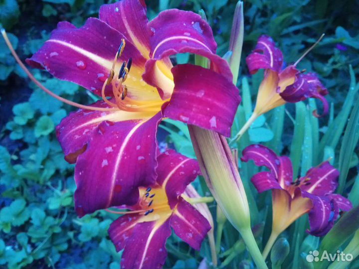 Лилейник сортовой