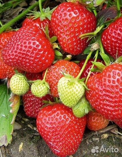 Саженцы Клубники в упаковке 5 штук Кармен