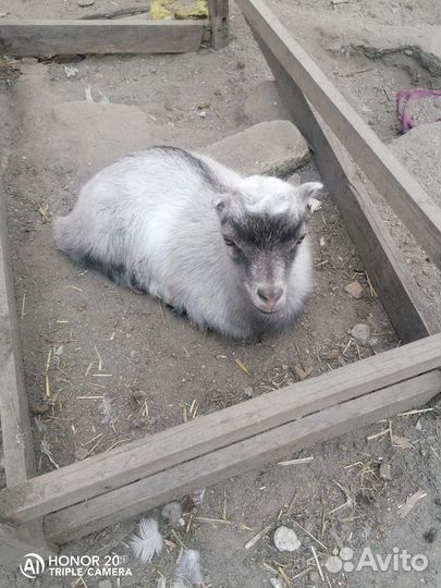 Домашние животные