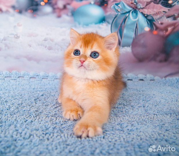 Британский золотой котик BRI ny12 (11 )