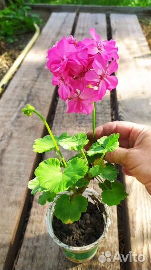 Герань пеларгония