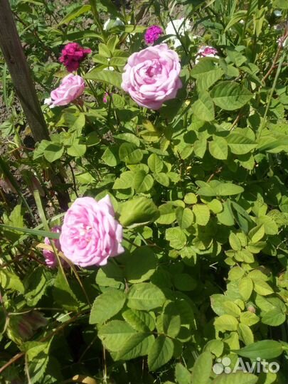 Тыква,флоксы, роза