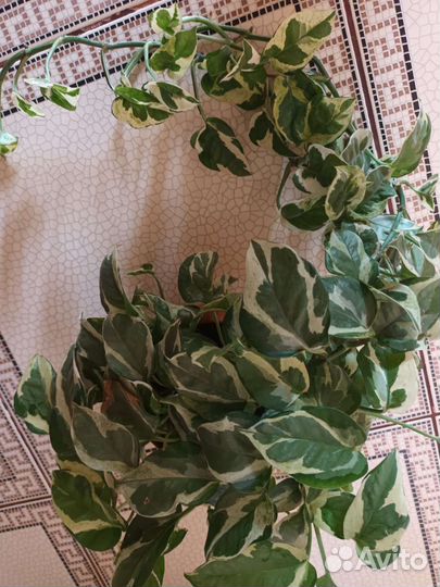 Сциндапсус