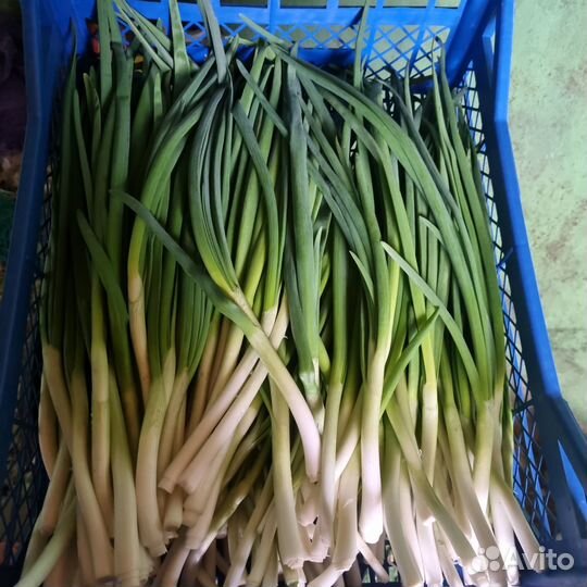 Лук зеленый