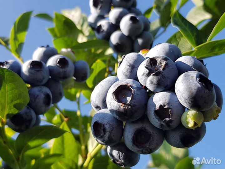 Голубика Darrow. (саженцы)