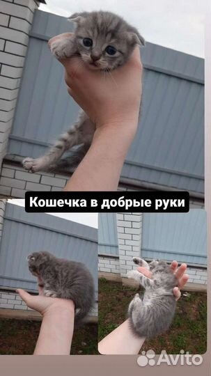 Котята в добрые руки