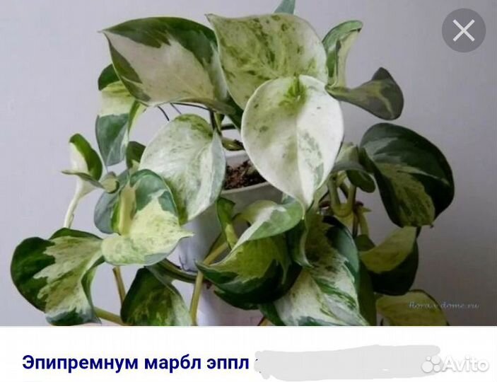 Эпипремнум марбл эппл
