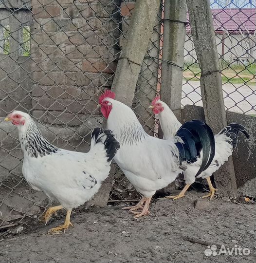 Молодые петухи