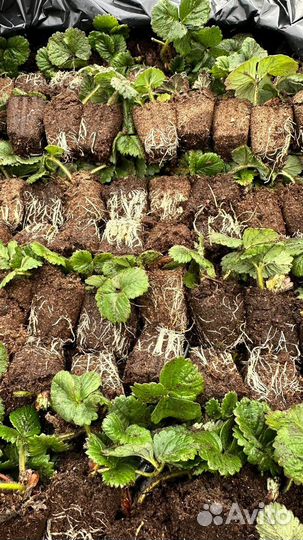 Рассада касета Крапа 10