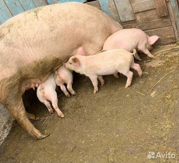 Поросенок ландрас, крупная белая
