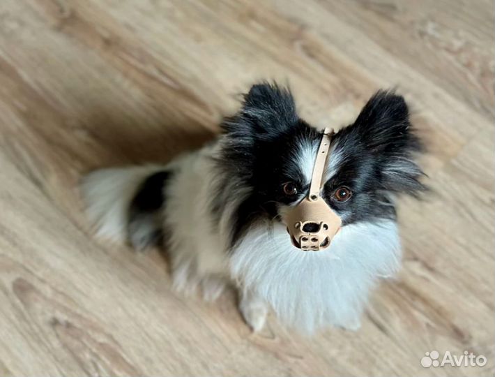 Намордник для собак